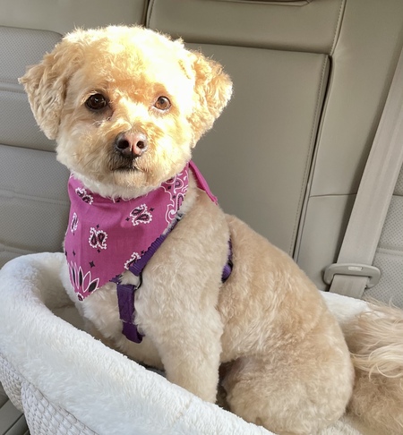Gigi