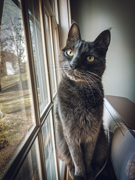 Bella 