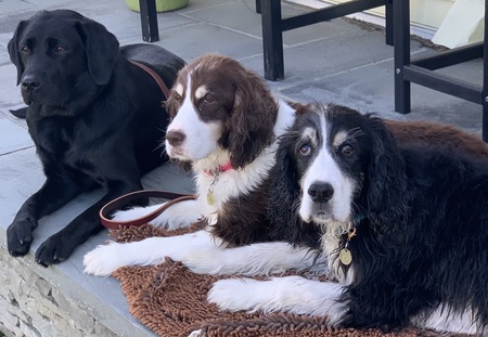 Lucy, McKenzie and Cooper