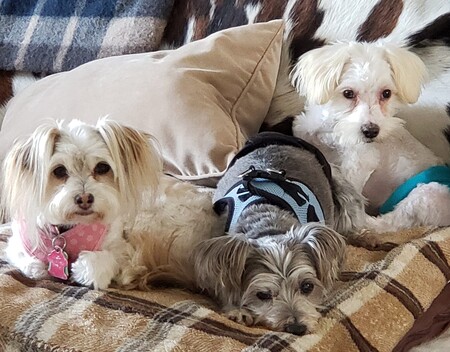 Coco, Duncan and Cody