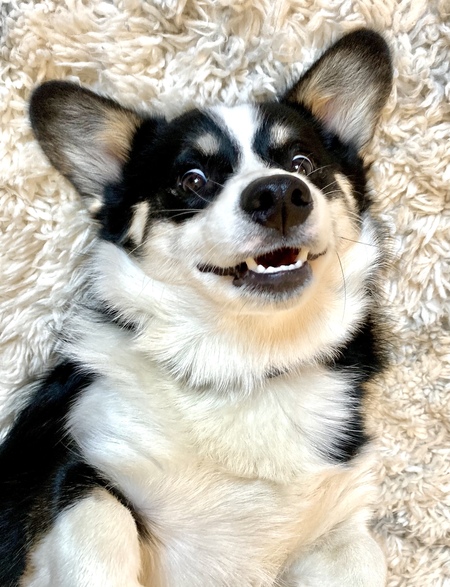 Disco Dog