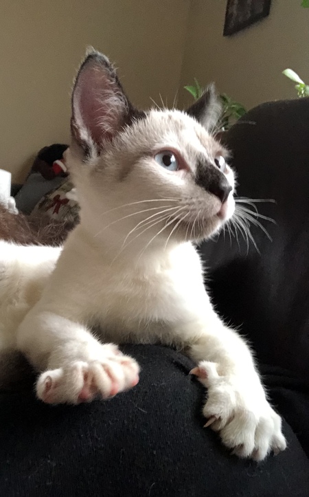 Luca