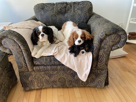 Romeo, Ringo, and Rhody