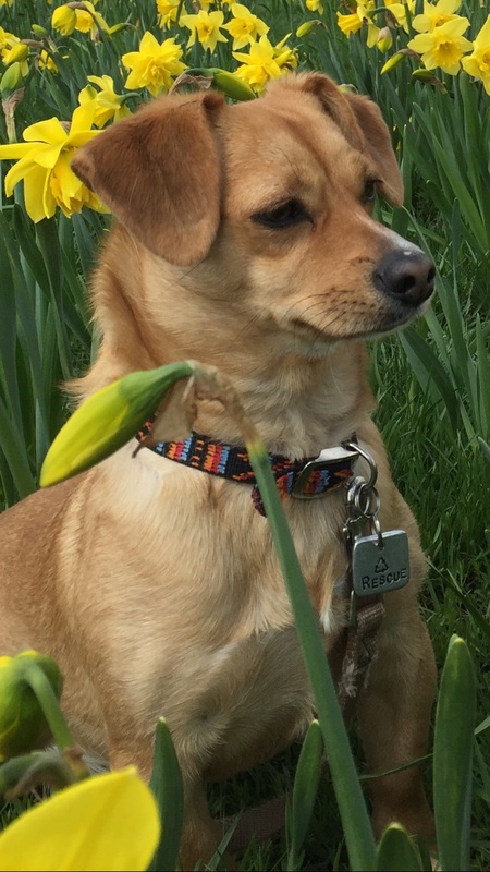 Daisy