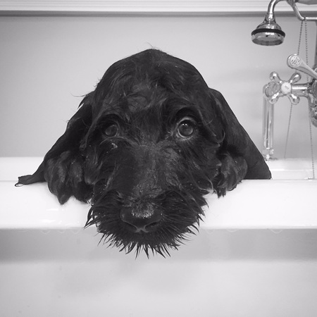 Auggie