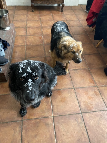 Milo & Daisy