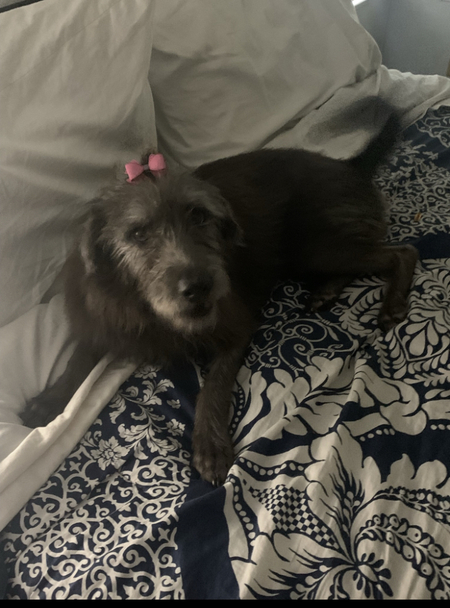 Stella 