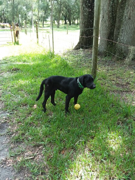 Ruger Remington Smith 