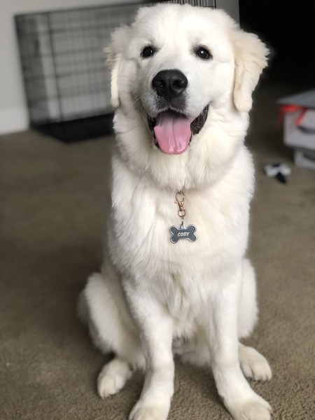 Cody