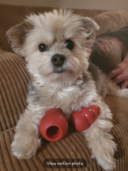 Kong