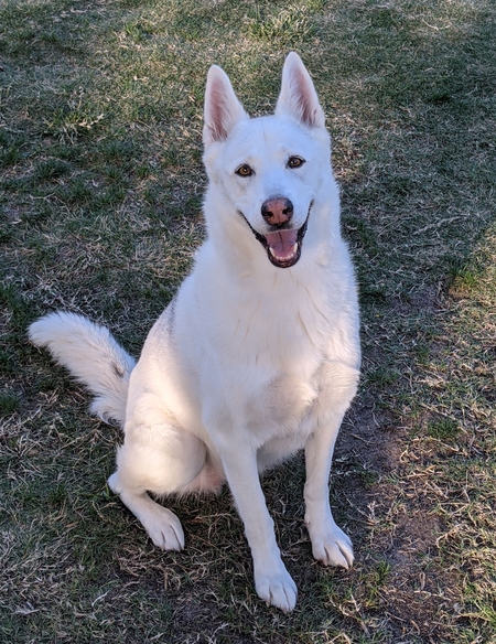 Maya