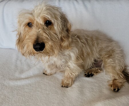 Oliver