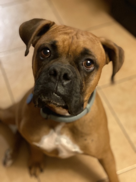 Bruno 