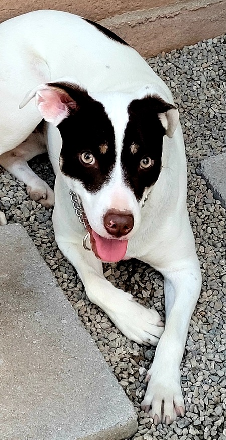 Dottie 
