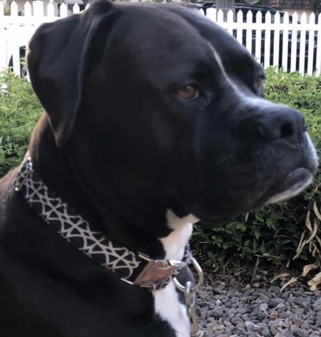 Ozzie