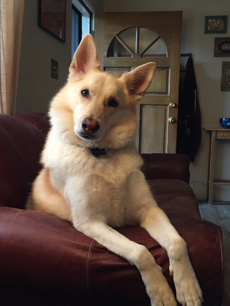 Piper
