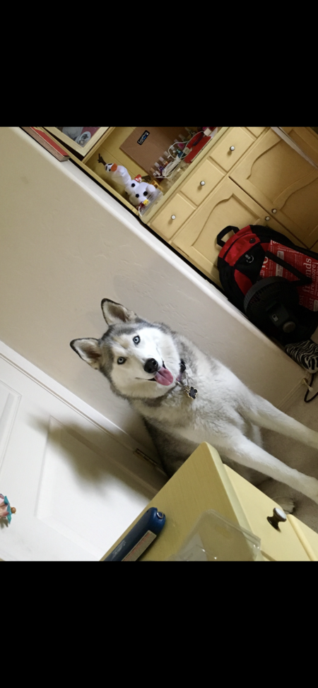 Shasta