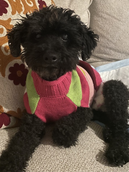 Ava Puppy Love