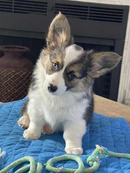 Zoey