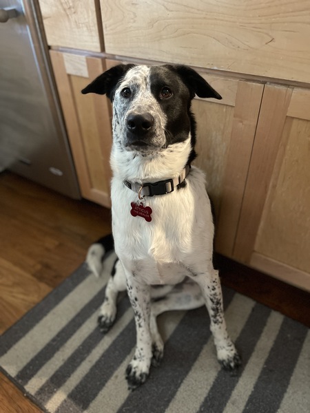 Atticus