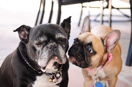 Chulo & Petunia 