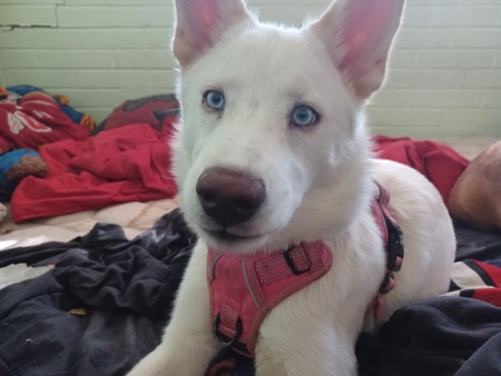 Blanca