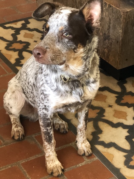 Copper