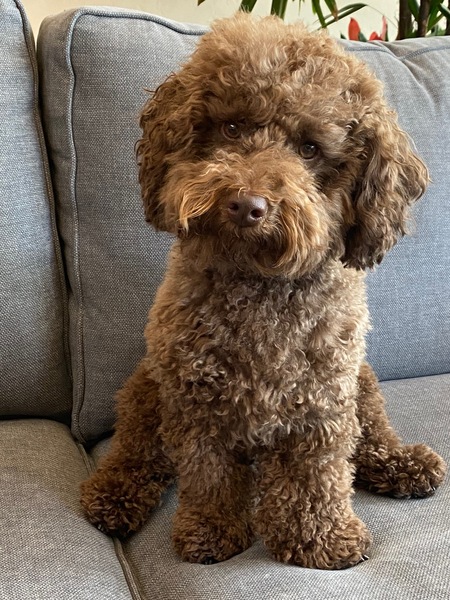 Teddy