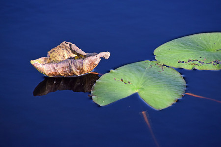 Floating Leaves