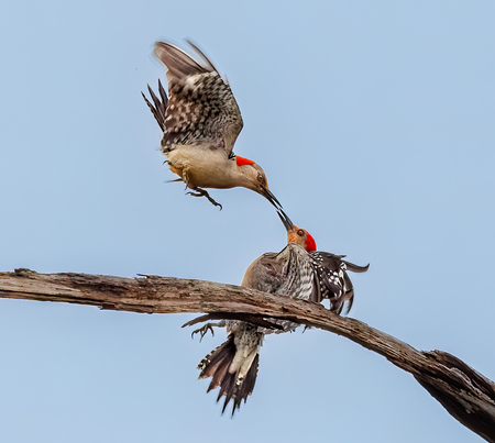Beak to Beak