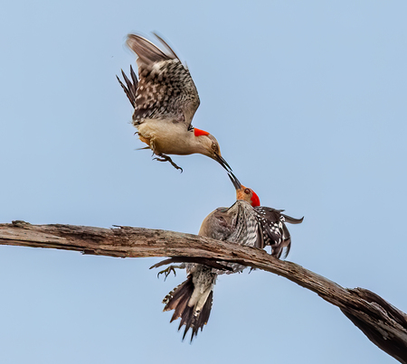 Beak to Beak