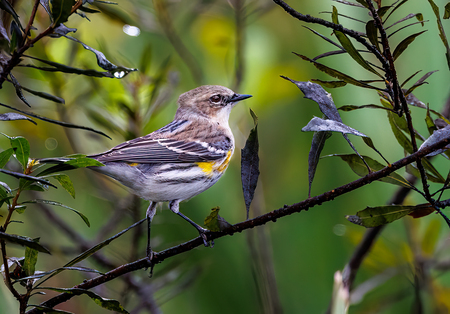 Palm Warbler