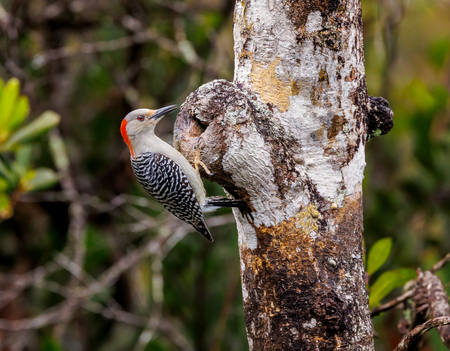 Red Bellied Woodpecker