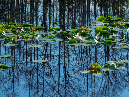 Reflections and Lily Pads