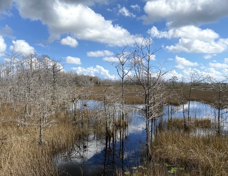 Winter at Grassy Waters