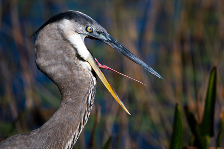 Blue Heron Tongue Exercises