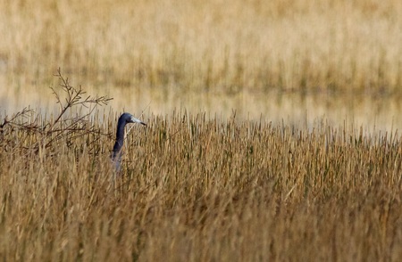 Nesting Time