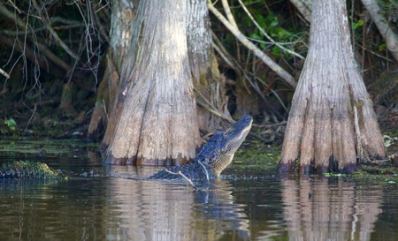 Florida Roots 