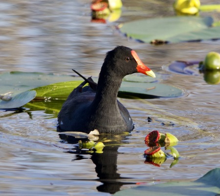 Miss Gallinule 