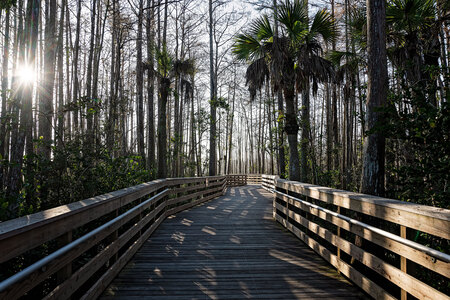 Peaceful Morning Stroll