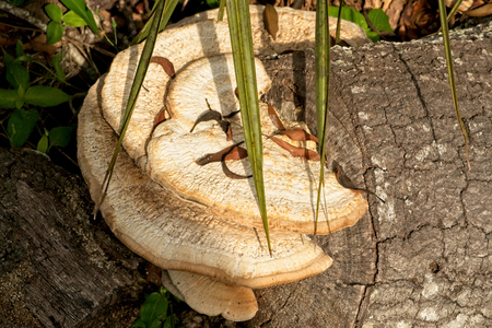 Tree Fungus