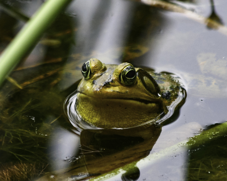 oink or croak
