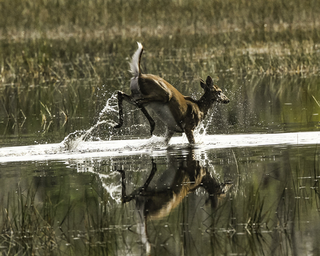 Running Deer