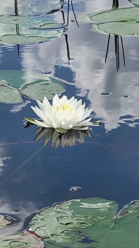 Waterlily 