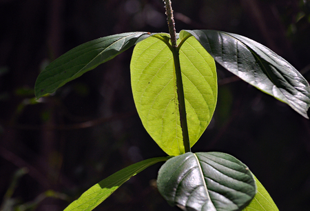 back Lit Leaf