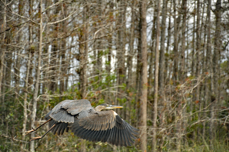 Heron in Flight