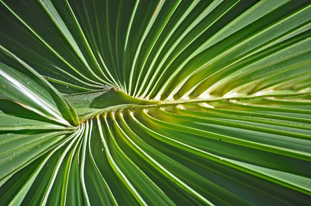 Palm