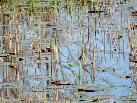 Visions of Lily Pads