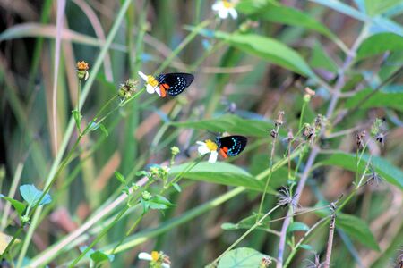 Tiny Atala