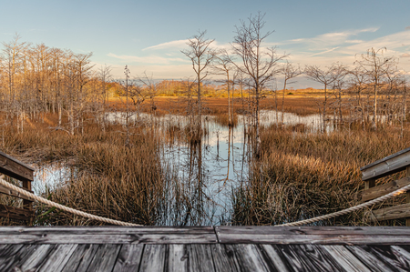 A Serene Boardwalk Scene